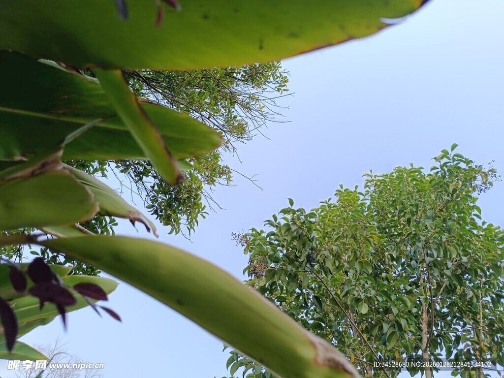 绿叶蓝天间的自然景致