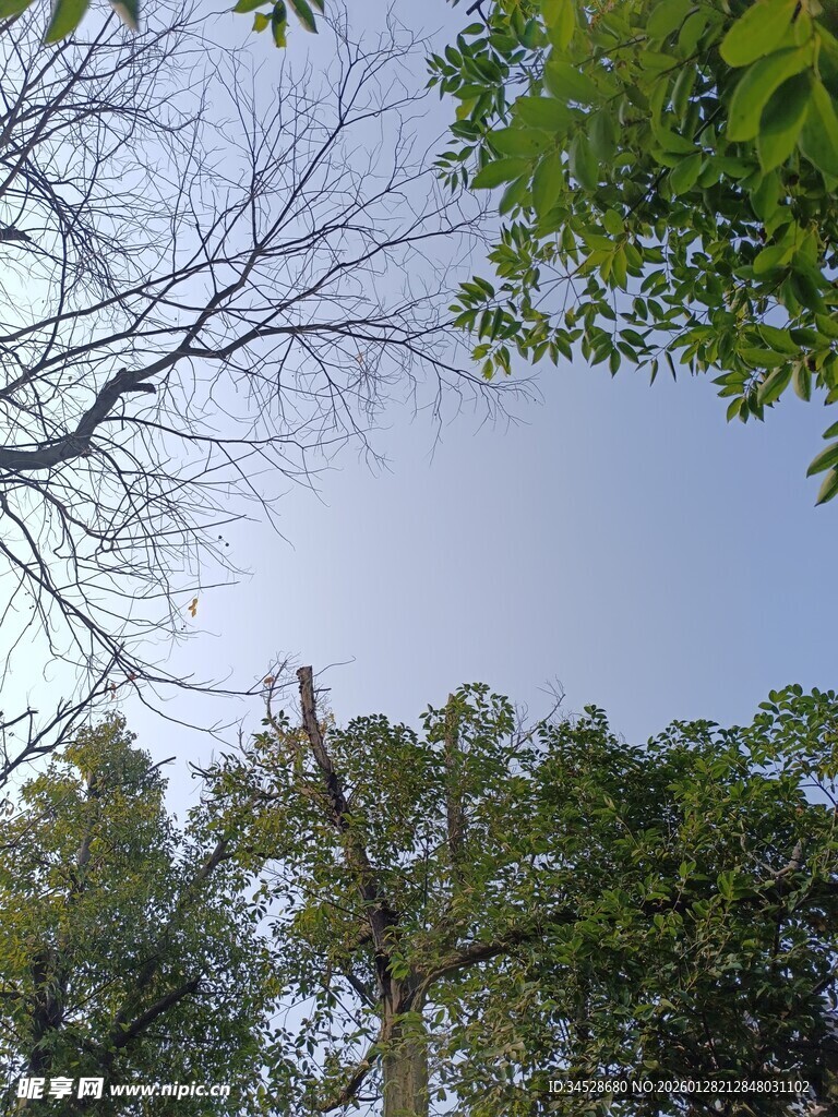 仰视葱郁树林与蓝天