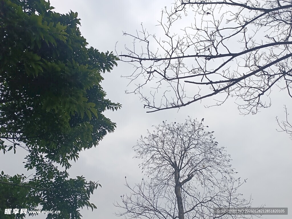 树梢间的天空与树木