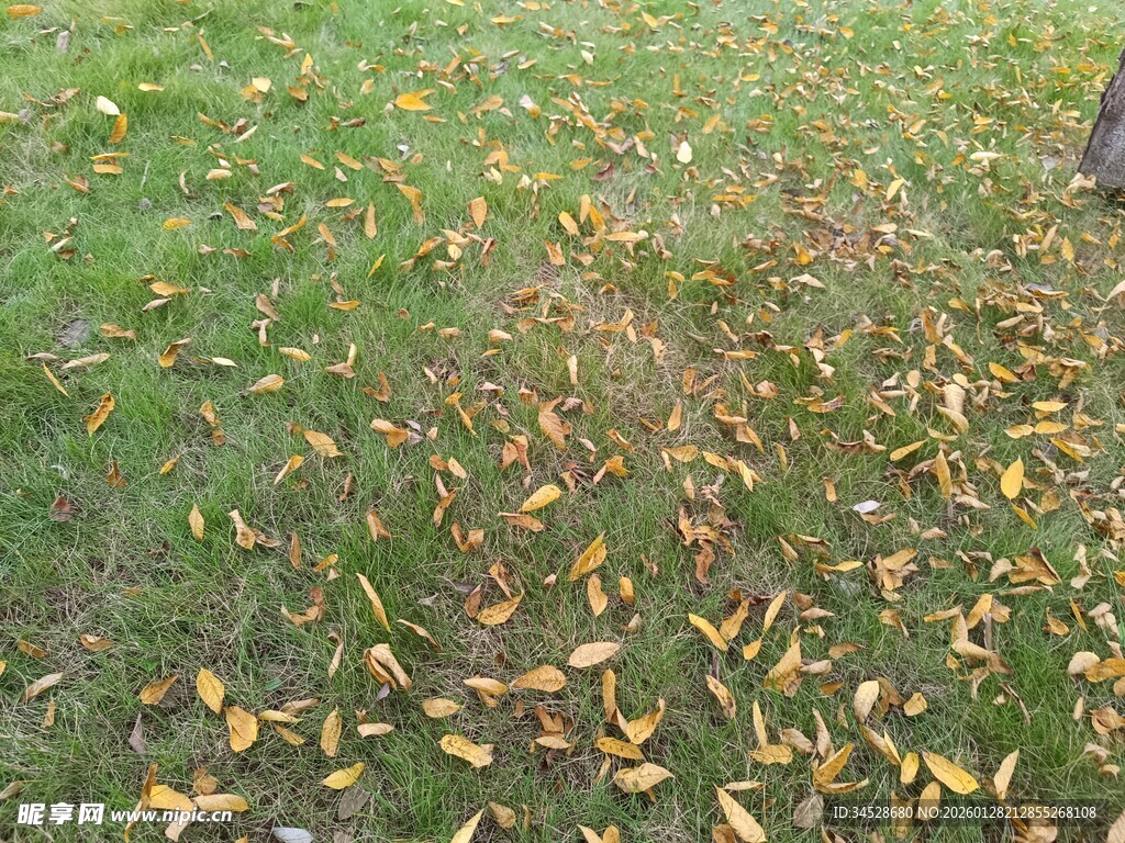 秋日草地落叶美景