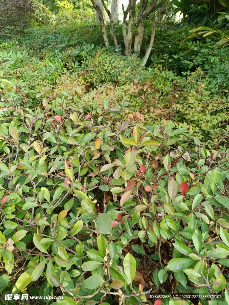 绿叶间的红色植物景观