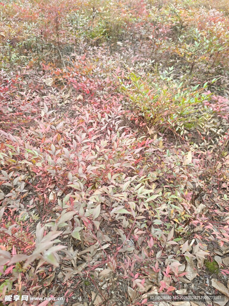 多彩植物地被景观