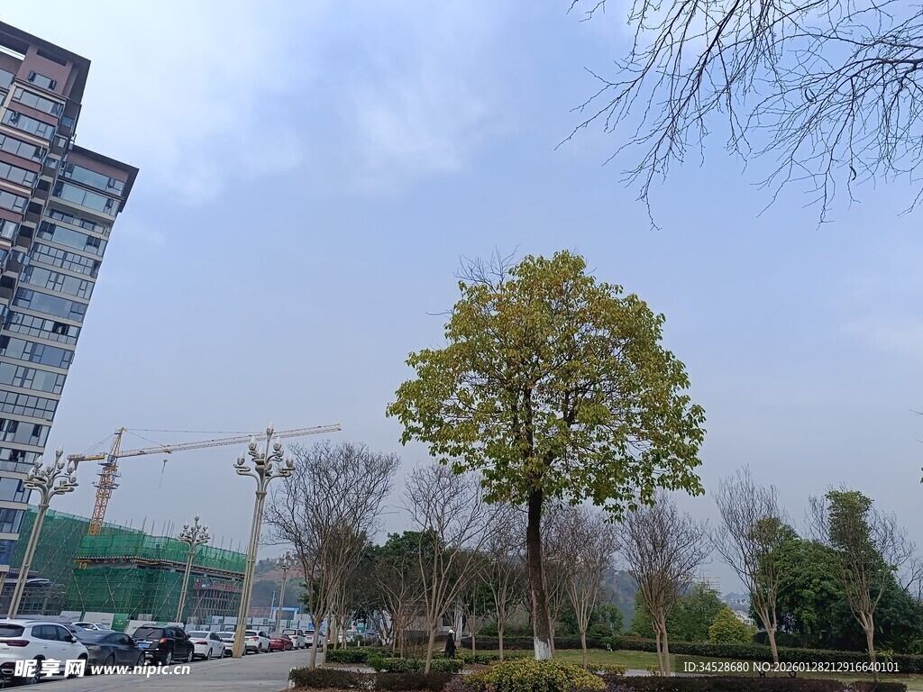 城市中的绿树景观