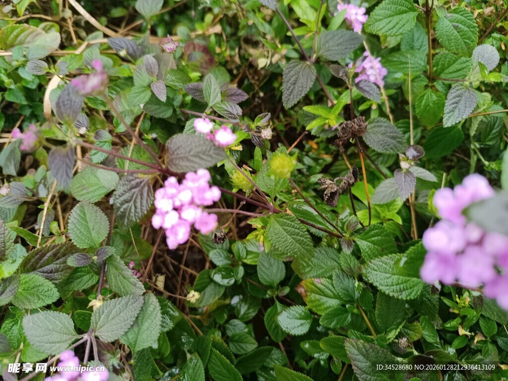 草丛中的淡紫色小花