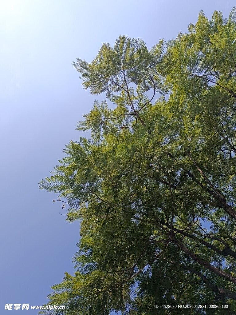 蓝天映衬下的翠绿树梢