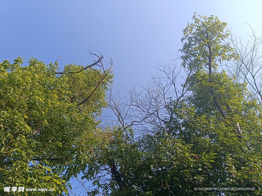 蓝天绿树风景图