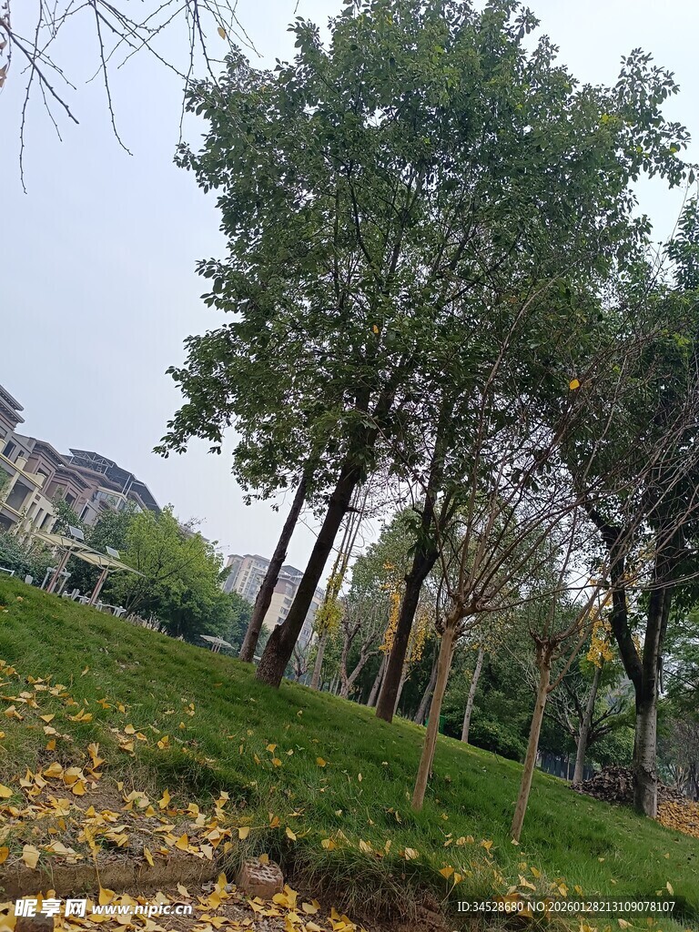 秋日公园绿树草地景致