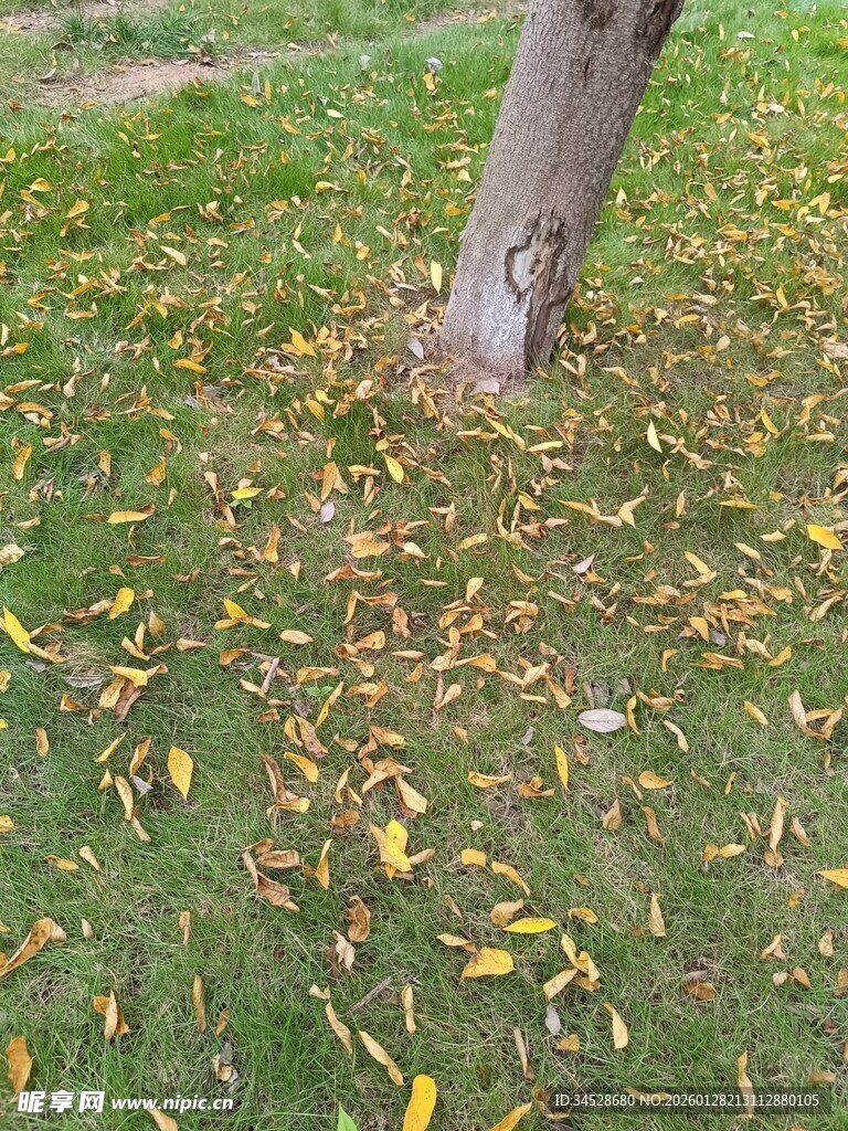 树下落叶铺就秋日景致