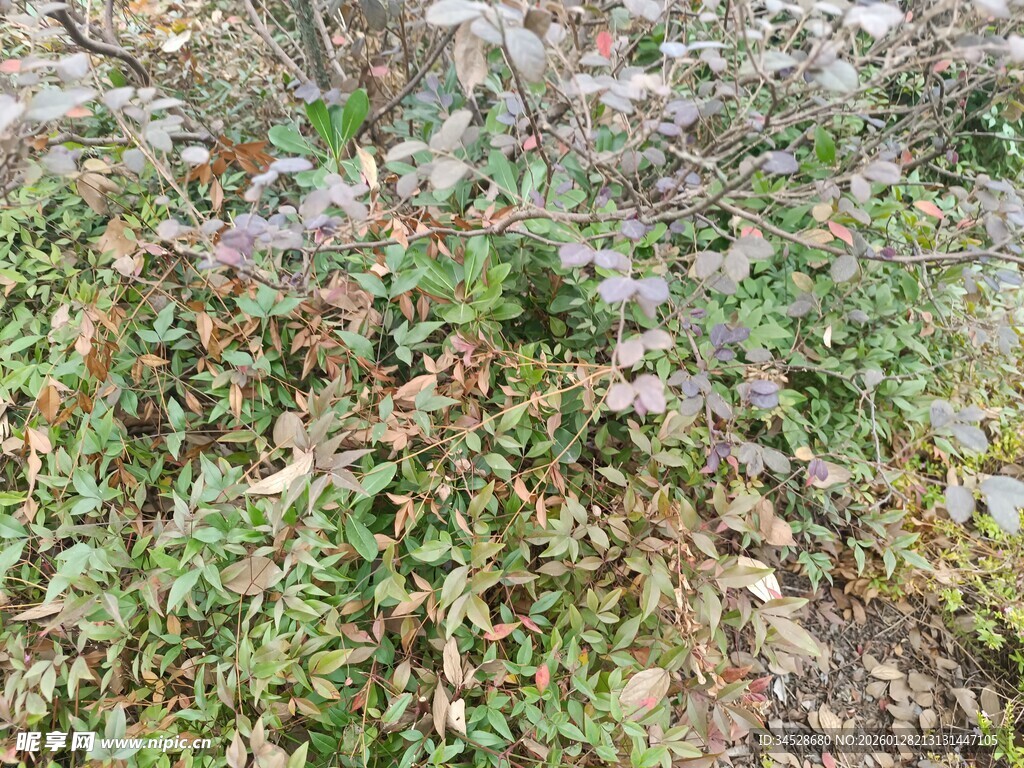 地面上的杂草与碎石