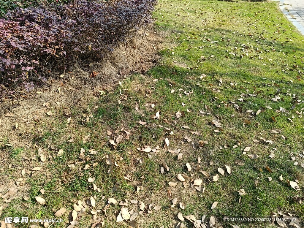 草地旁的灌木丛与落叶