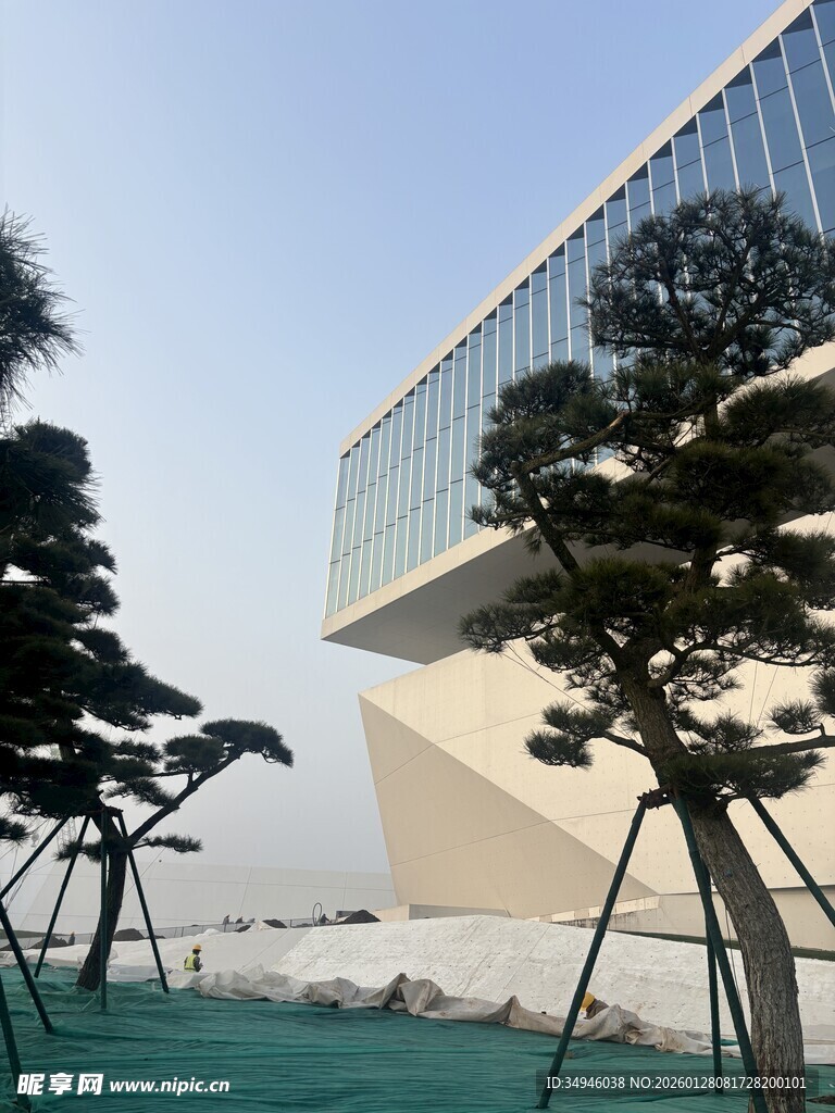 现代建筑旁的嶙峋造型黑松