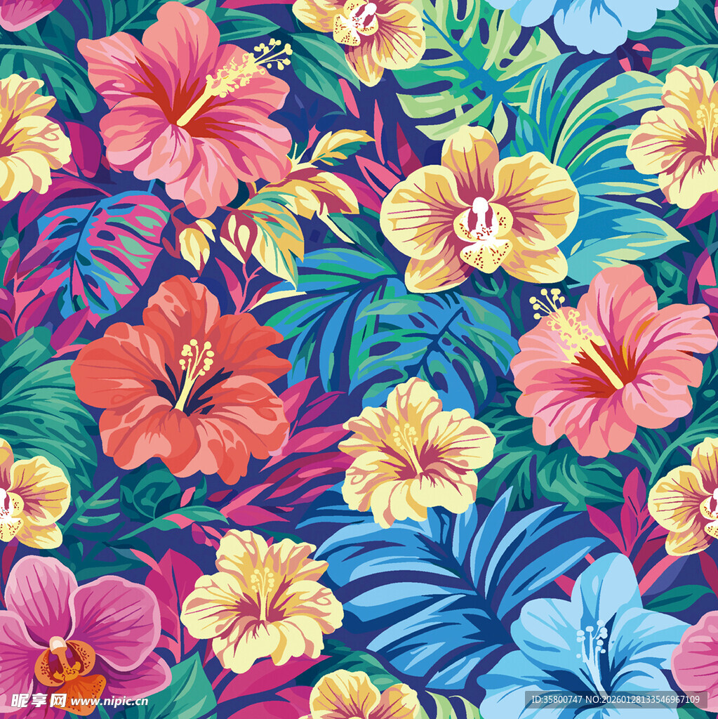 热带花  朱槿花