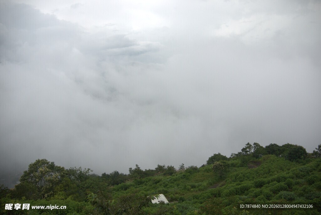 云雾缭绕的山林景色