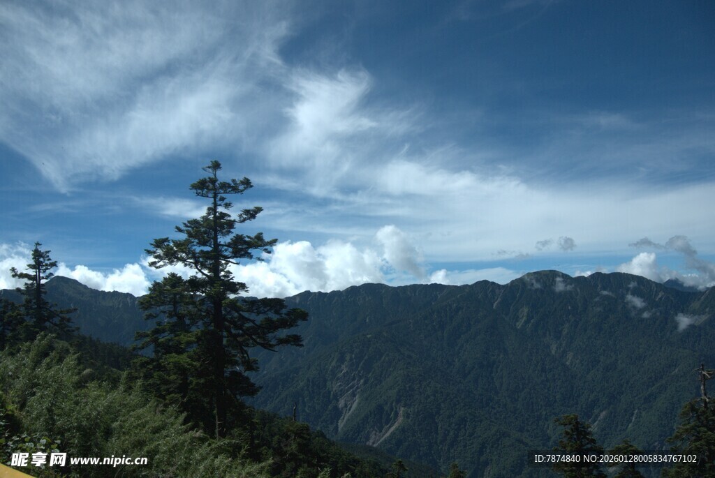 高山松林间的蓝天白云