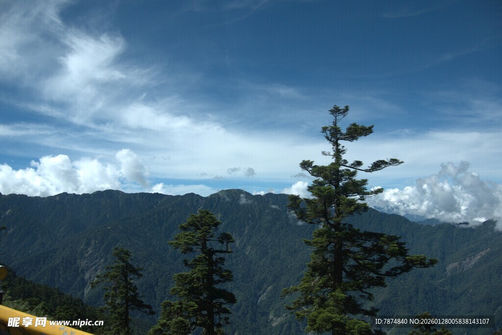 高山松林与蓝天白云美景
