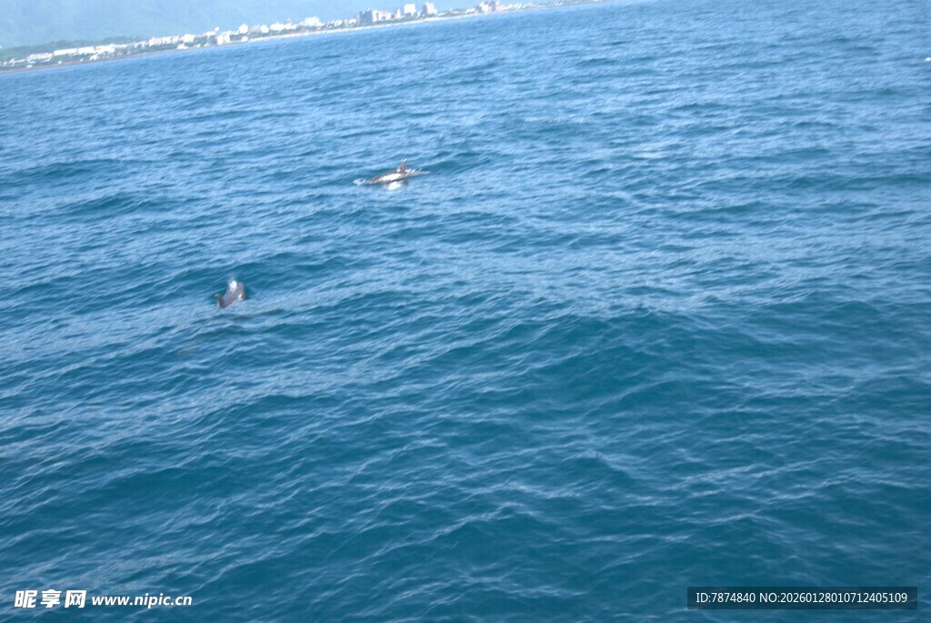 海面之上飞翔的几只海鸟