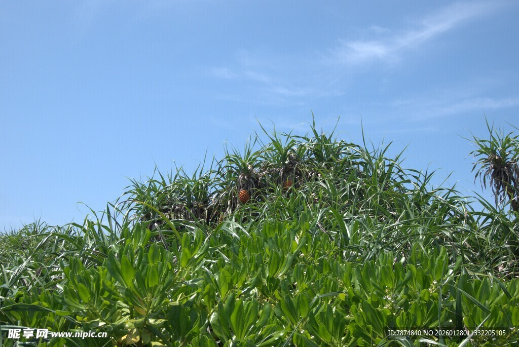 蓝天映衬下的茂密绿植