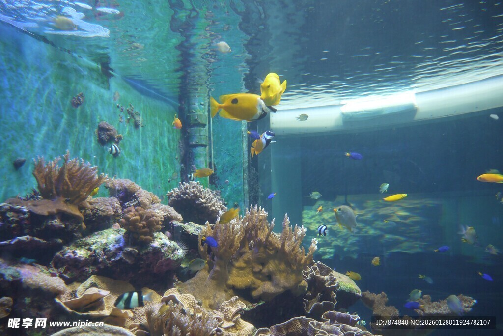 海底珊瑚与游动的黄色小鱼