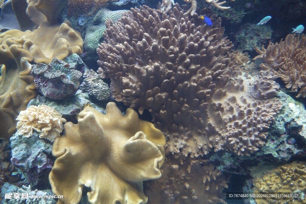 海底多彩珊瑚景观