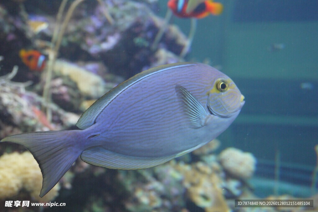 蓝色海鱼于珊瑚间游动