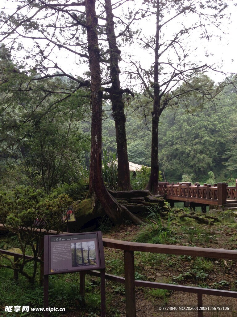 森林中的木质栈道与树木