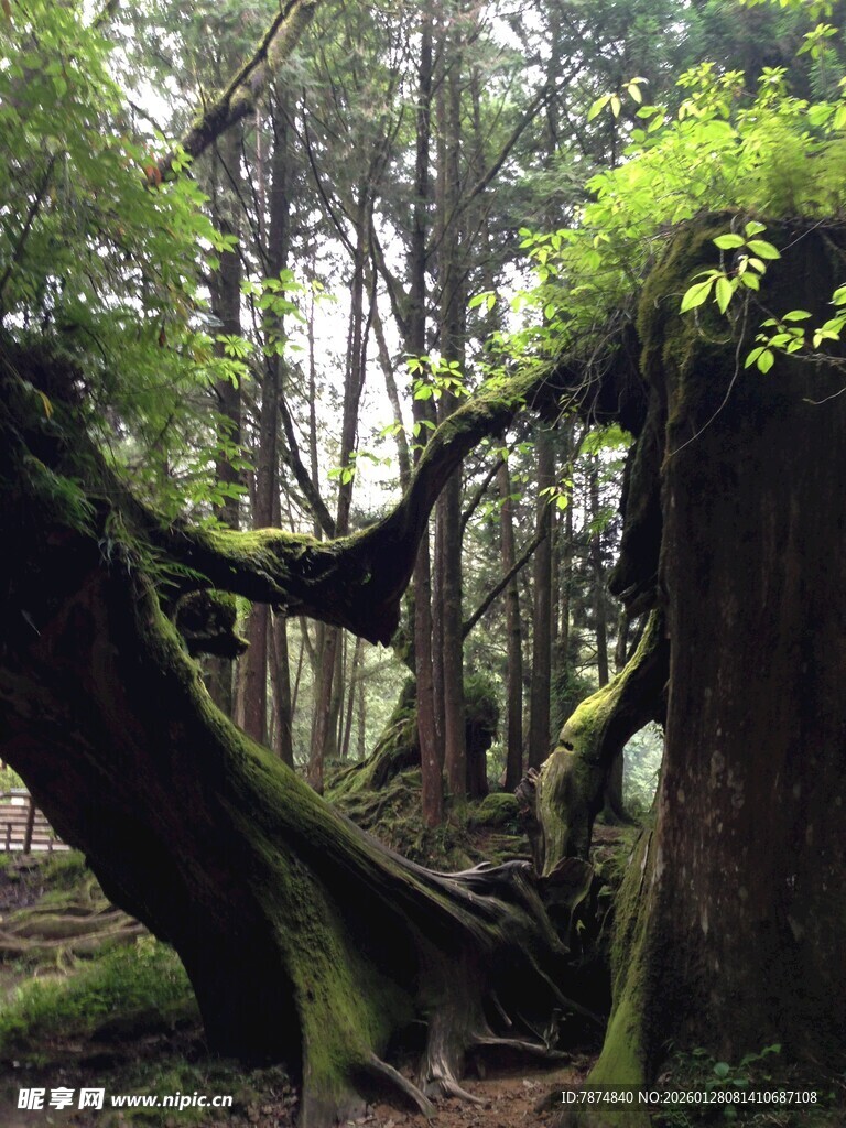 森林中盘根错节的古老树木