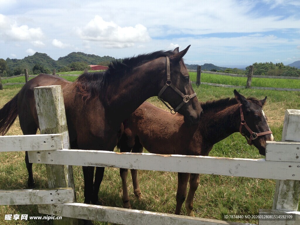 围栏旁的两匹马