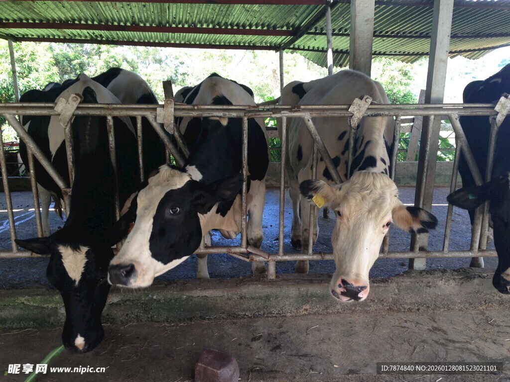 牛舍中的黑白花奶牛