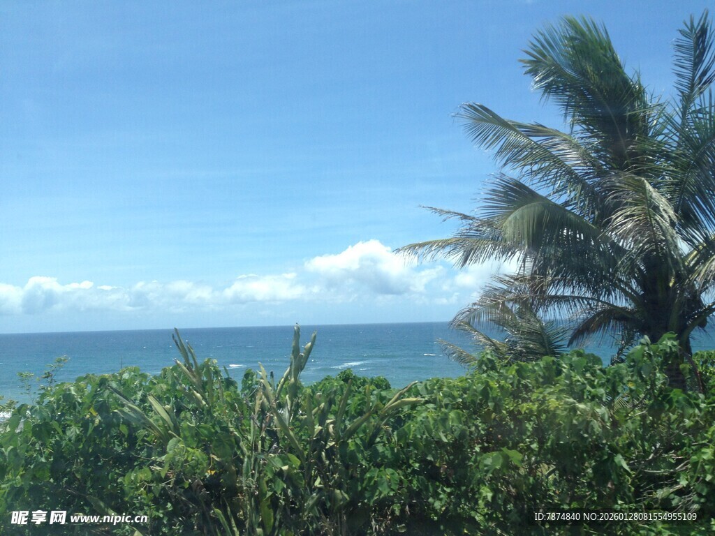 海边椰树与葱郁绿植景观
