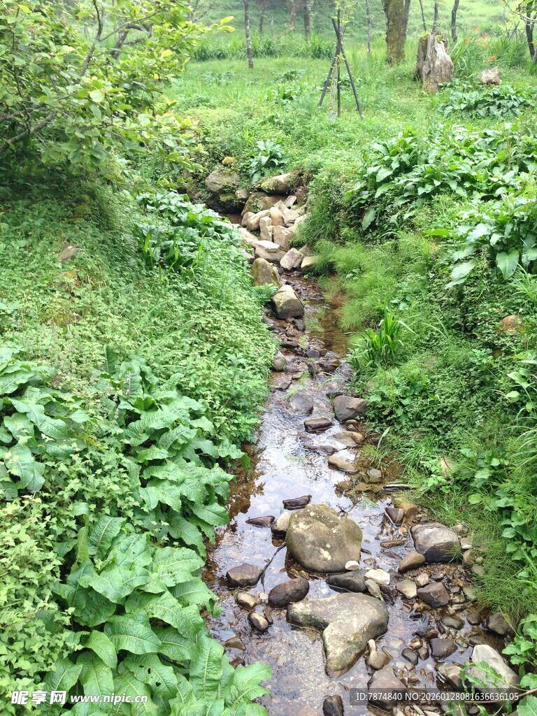 林间小溪 绿意盎然的景致