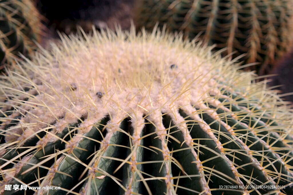球形仙人掌特写