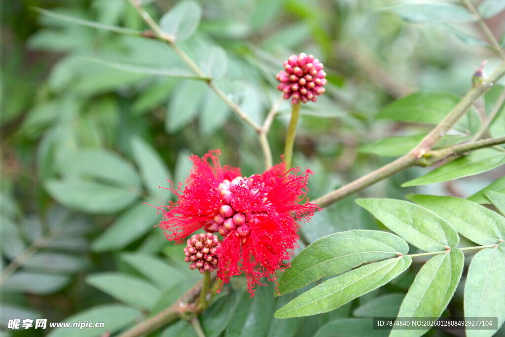 艳丽朱缨花绽放绿叶间