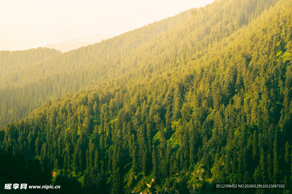 山林绿意盎然的壮美景观