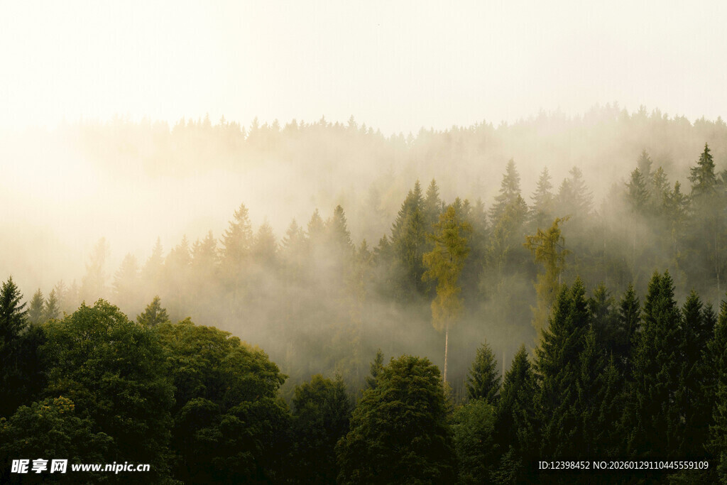 晨雾中的茂密森林景观