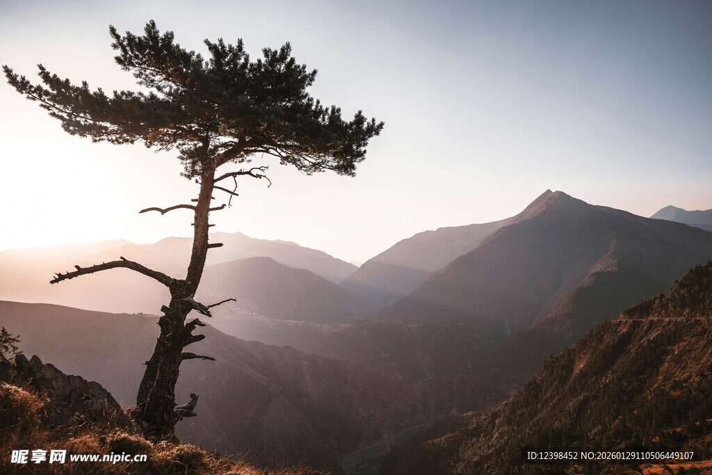 山间孤松迎日出美景