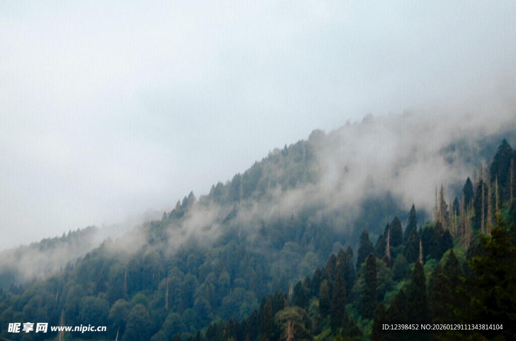 山间云雾缭绕的茂密森林
