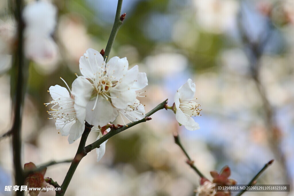 洁白绽放的美丽花朵