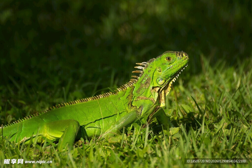 翠绿蜥蜴栖息于草丛中
