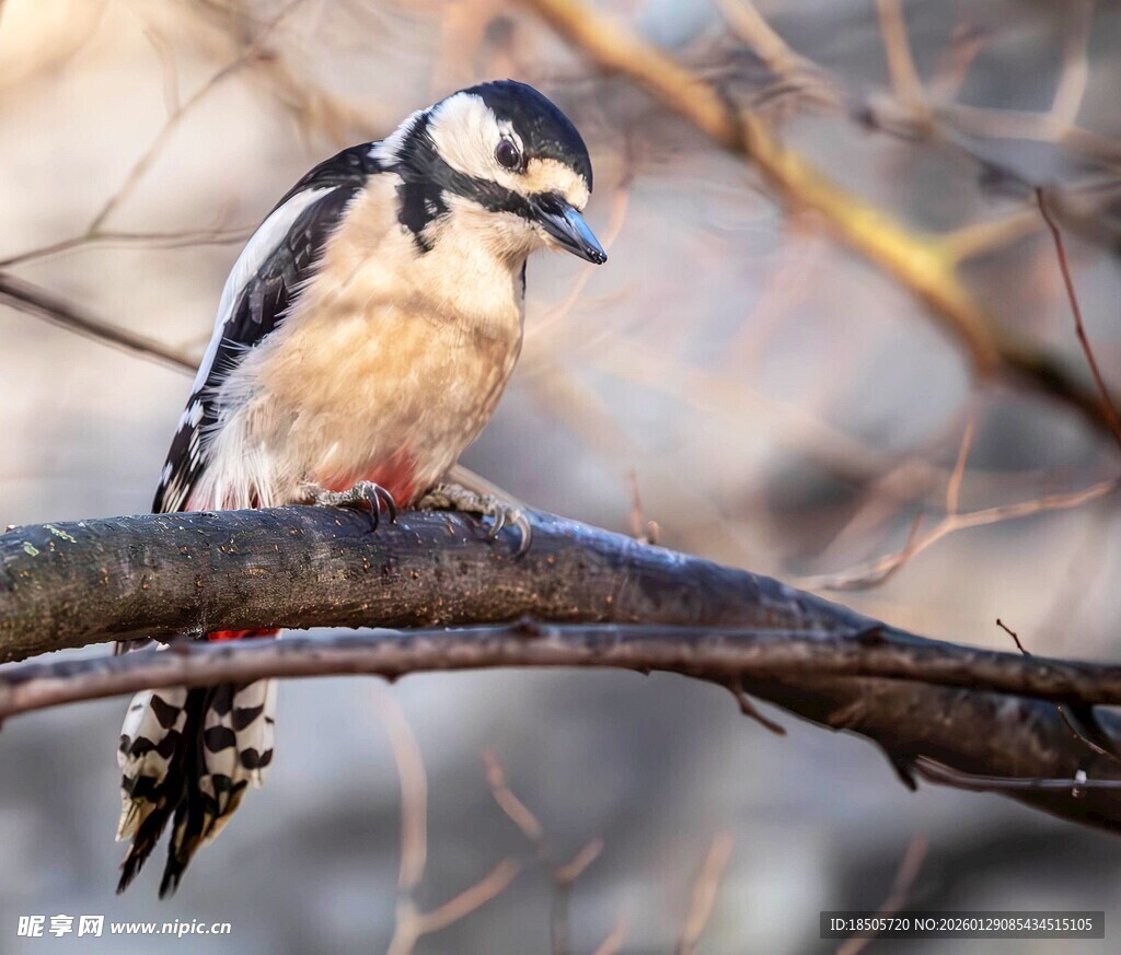 树枝上的啄木鸟