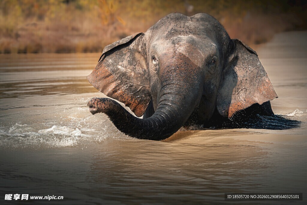 大象水中嬉戏