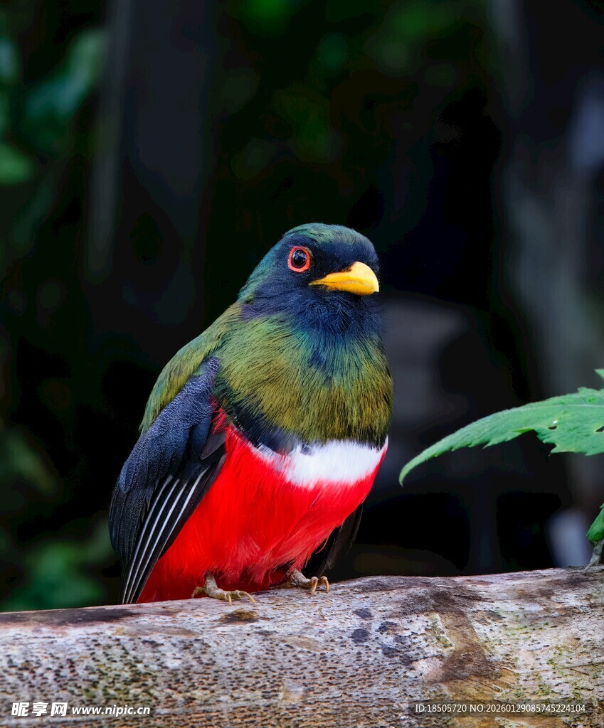 色彩斑斓的美丽小鸟