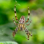 花纹斑斓的蜘蛛悬于蛛网