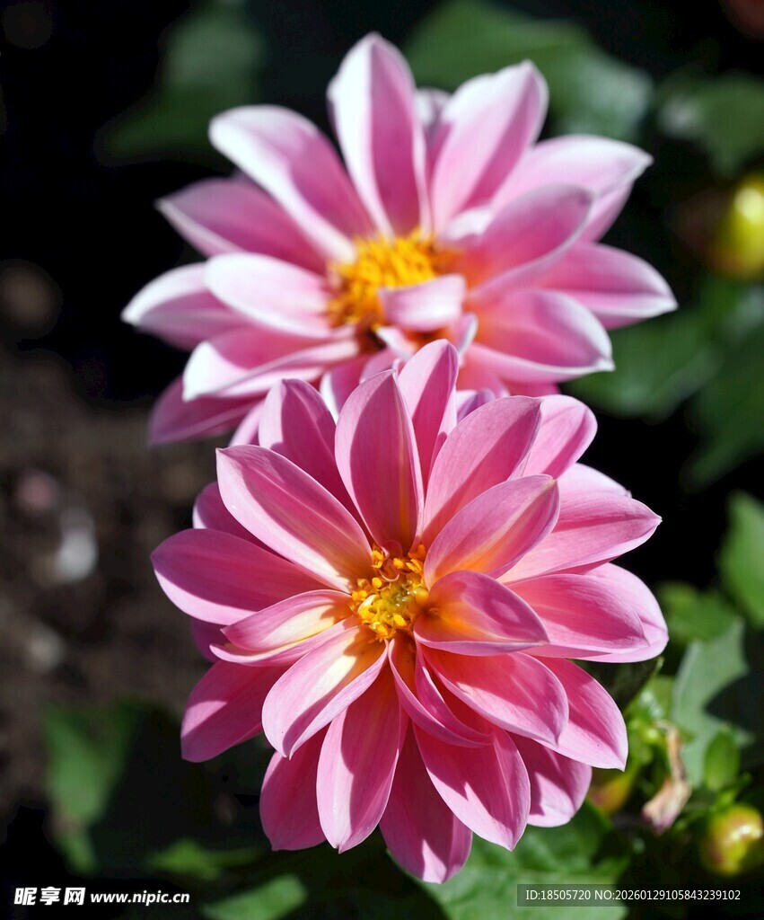 两朵娇艳的粉色大丽花