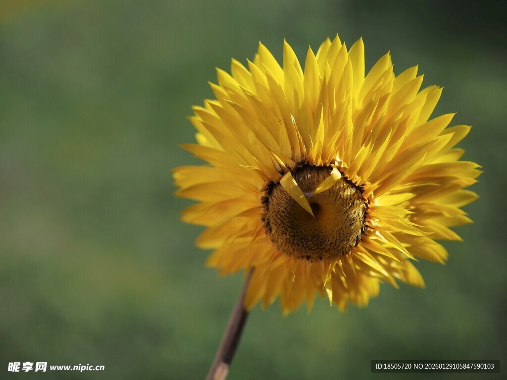 绽放的黄色向日葵