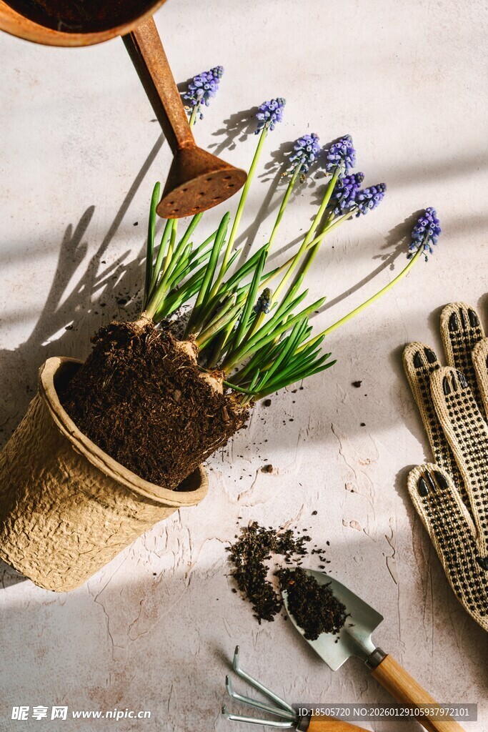 园艺工具与种植中的风信子