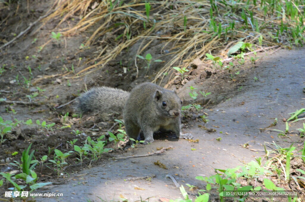 小松鼠  