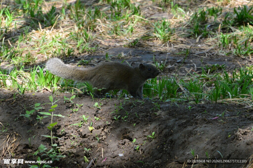 小松鼠 