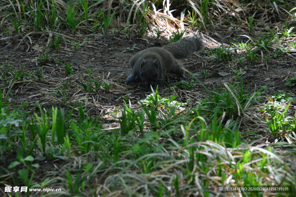 小松鼠  