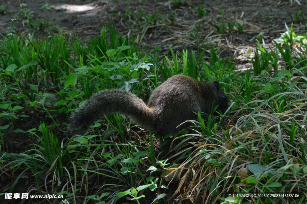 小松鼠 
