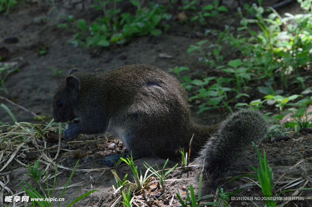 小松鼠 